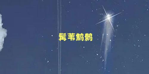 髯苇鹪鹩