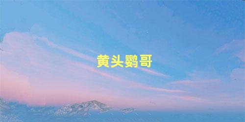 黄头鹦哥