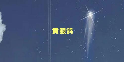 黄眼鸽