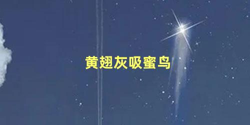 黄翅灰吸蜜鸟