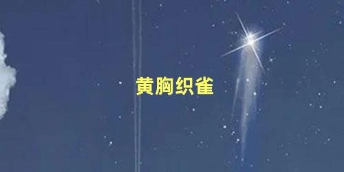 黄胸织雀