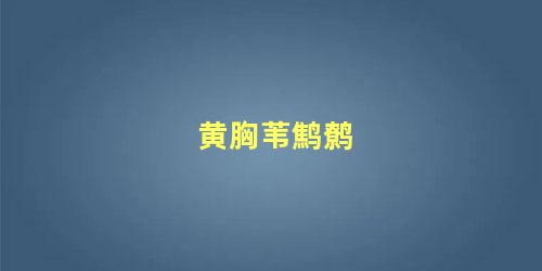 黄胸苇鹪鹩