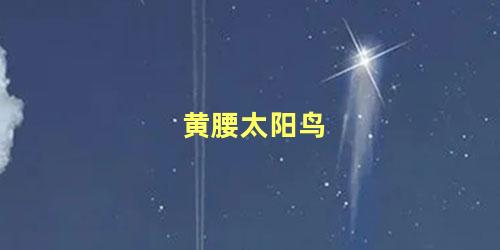 黄腰太阳鸟