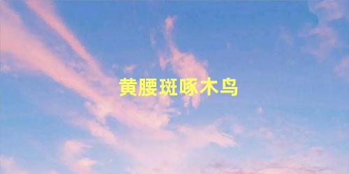 黄腰斑啄木鸟