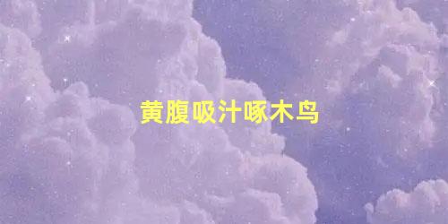 黄腹吸汁啄木鸟