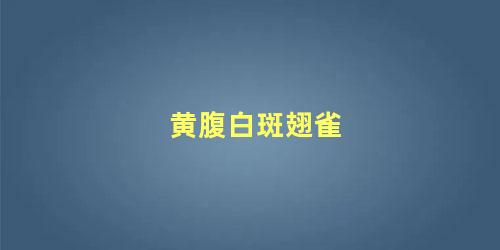 黄腹白斑翅雀