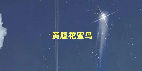 黄腹花蜜鸟