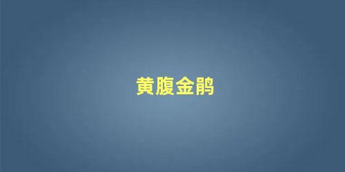 黄腹金鹃