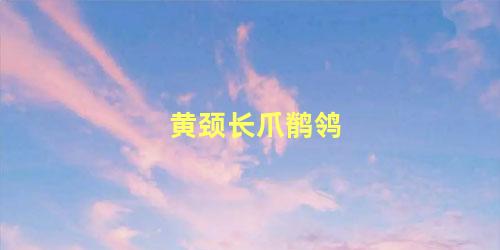 黄颈长爪鹡鸰