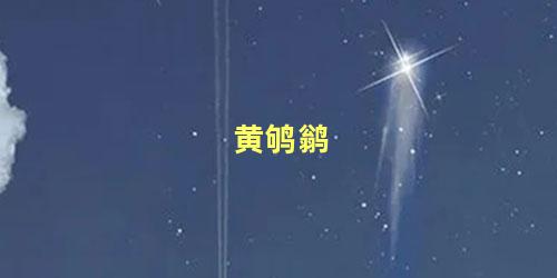 黄鸲鹟