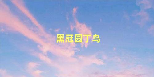 黑冠园丁鸟
