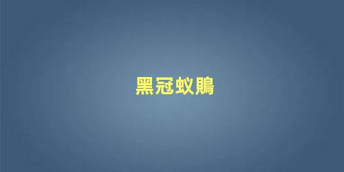 黑冠蚁鵙