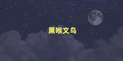 黑喉文鸟