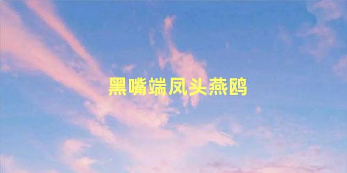 黑嘴端凤头燕鸥