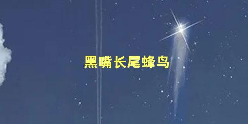 黑嘴长尾蜂鸟
