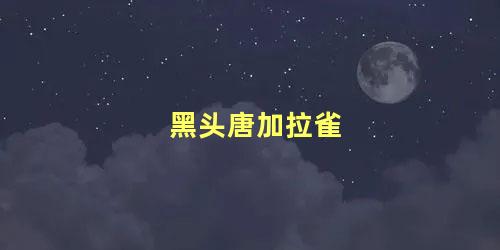 黑头唐加拉雀
