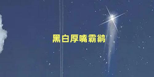 黑白厚嘴霸鹟