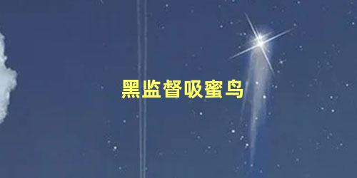 黑监督吸蜜鸟
