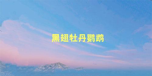 黑翅牡丹鹦鹉