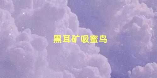 黑耳矿吸蜜鸟