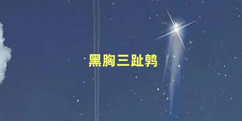 黑胸三趾鹑