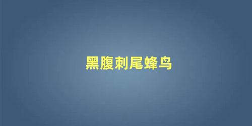 黑腹刺尾蜂鸟