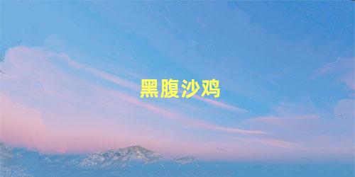 黑腹沙鸡