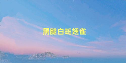 黑腿白斑翅雀