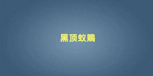 黑顶蚁鵙