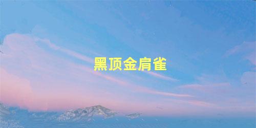 黑顶金肩雀