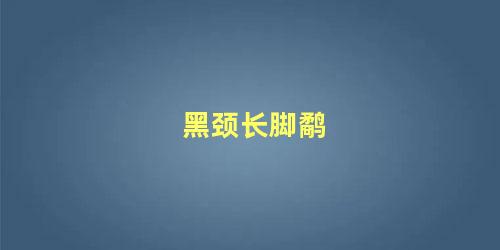 黑颈长脚鹬