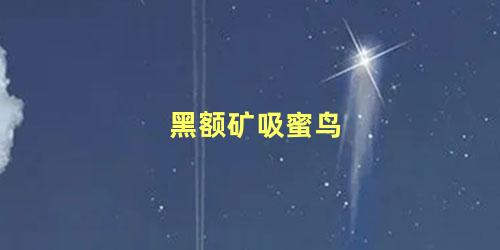 黑额矿吸蜜鸟