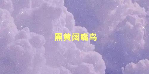 黑黄阔嘴鸟
